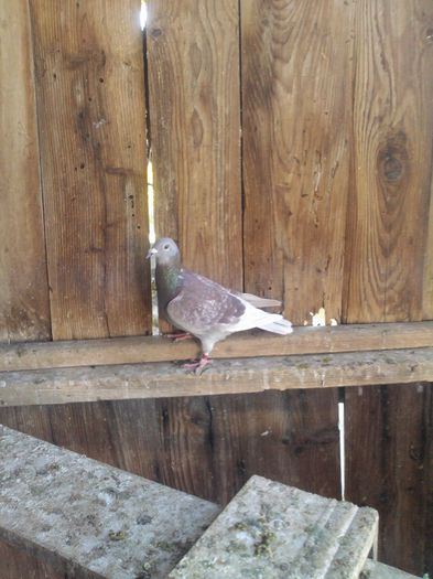 il vand (astept oferte)