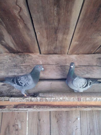 masc 2013 , f 2012 vreau sa ii imperechez