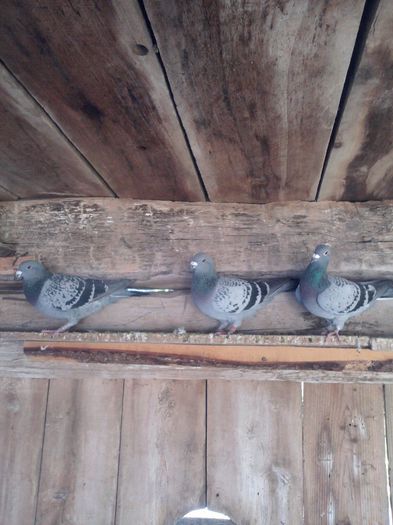 mascul 2013 , femele 2008 , 2012