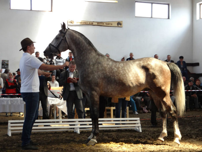 Pluto Passzio - OWN LIPIZZANER