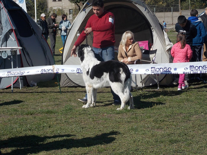 CACIB BAIA MARE - Mara