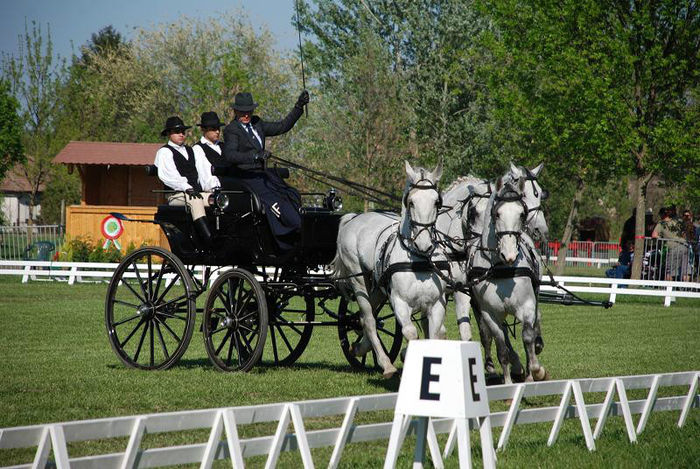 Fabiansebestyen Dressage 2012 - COMPETITION Bartha Eduard