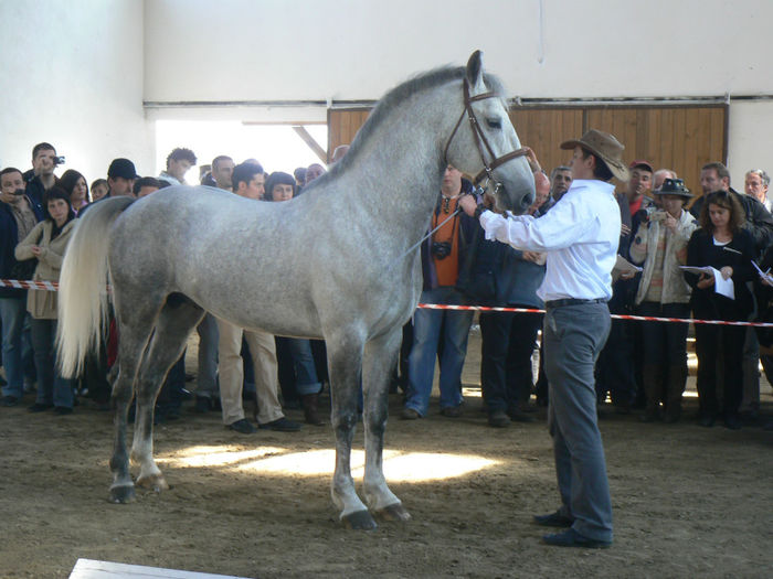 Szaddam- Boss - OWN LIPIZZANER