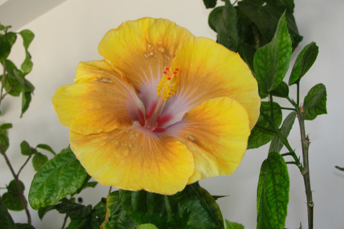 Tahitian Sophistication