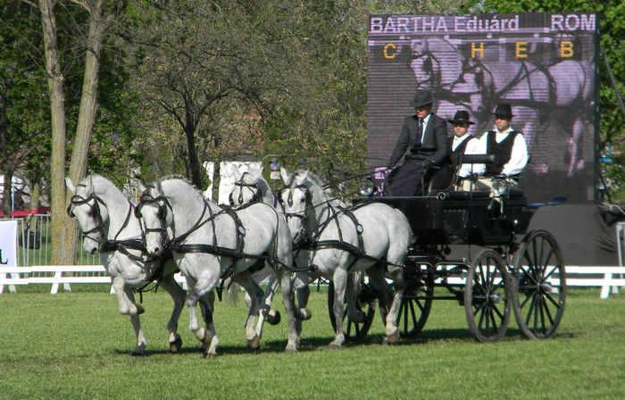 Fabian Dressage - COMPETITION Bartha Eduard