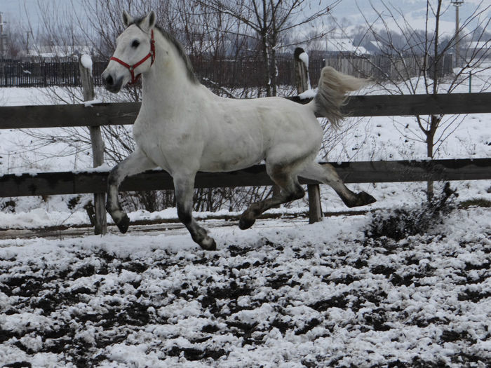 Miska Maestoso - OWN LIPIZZANER