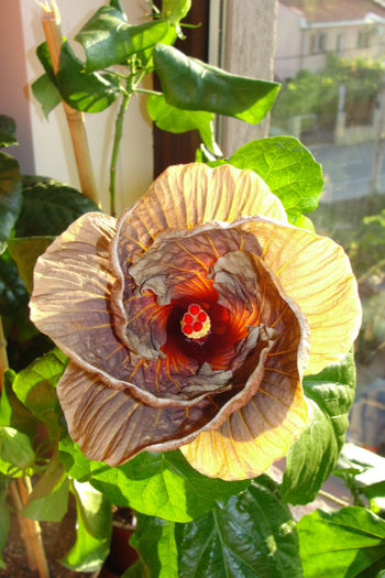 Tahitian Brown Firebird