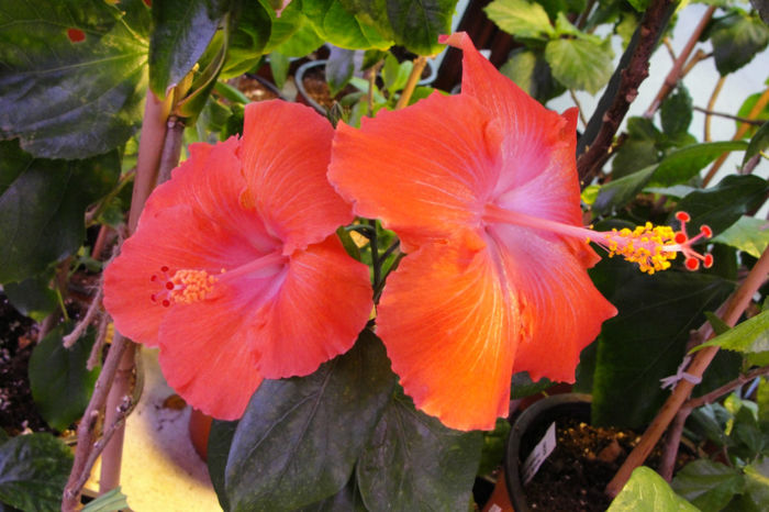 Moorea Rita