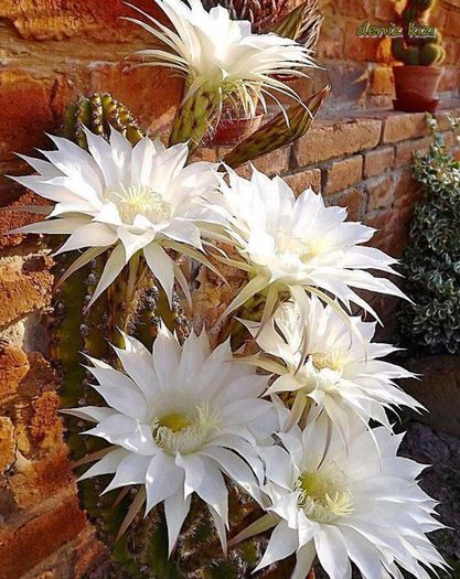 487543_515117115212186_1063091849_n