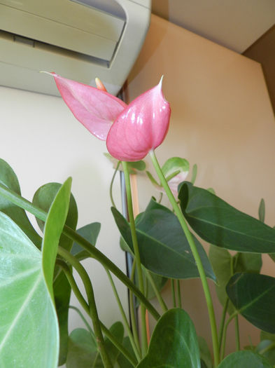 DSCN3973 - ANTHURIUM