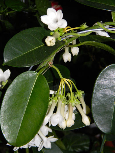 STEPHANOTIS; DETALIU FLOARE
