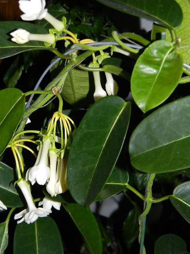 STEPHANOTIS - STEPHANOTIS