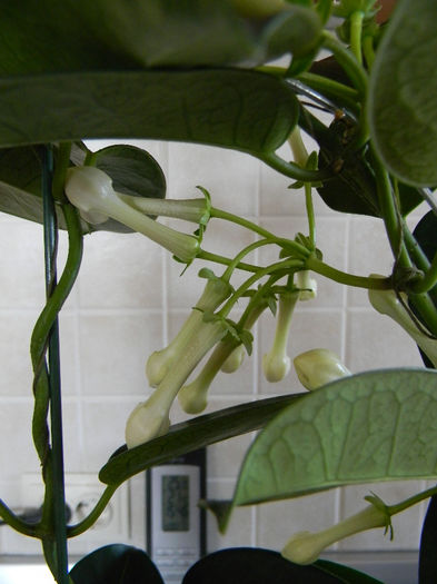 STEPHANOTIS - STEPHANOTIS