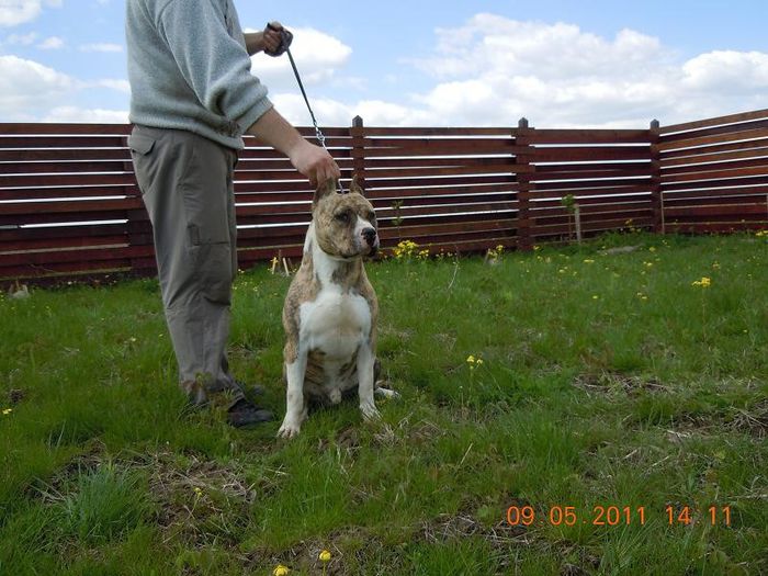 005 - Masculi pt monta-Amstaff pur cu pedigree