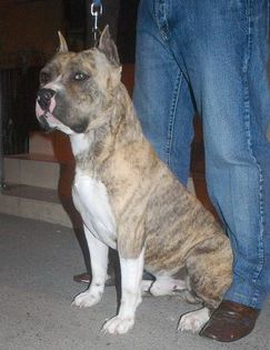 Boss - Masculi pt monta-Amstaff pur cu pedigree