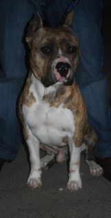 boss1 (1) - Masculi pt monta-Amstaff pur cu pedigree