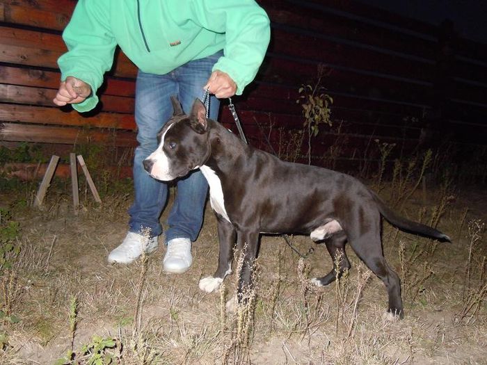 DSCN4225 - Masculi pt monta-Amstaff pur cu pedigree