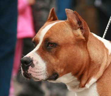 kingcap - Masculi pt monta-Amstaff pur cu pedigree