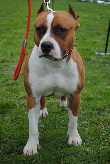 DSC_1016 - Masculi pt monta-Amstaff pur cu pedigree