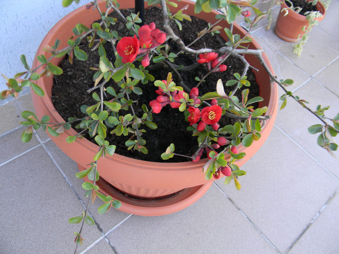 DSCN5708 - FLORILE MELE