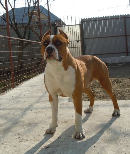 DSCN0947 - Masculi pt monta-Amstaff pur cu pedigree