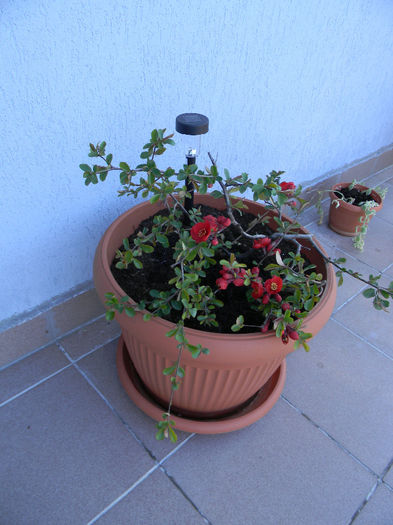 DSCN5709 - FLORILE MELE