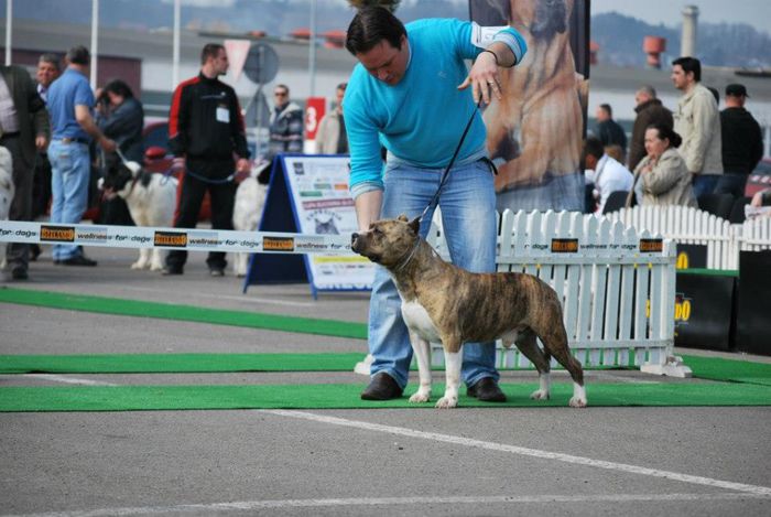 601921_167550790075829_989915806_n - Noutati- expozitii Amstaff