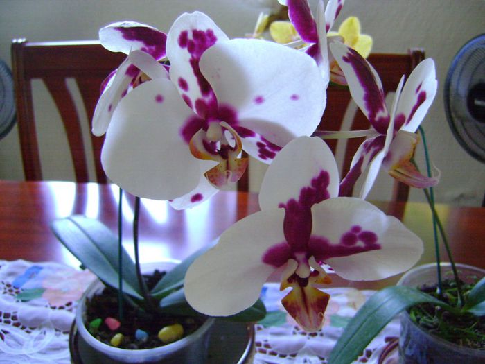 Phalaenopsis arlechin(poza nu-mi apartine) - Orhidee de vanzare
