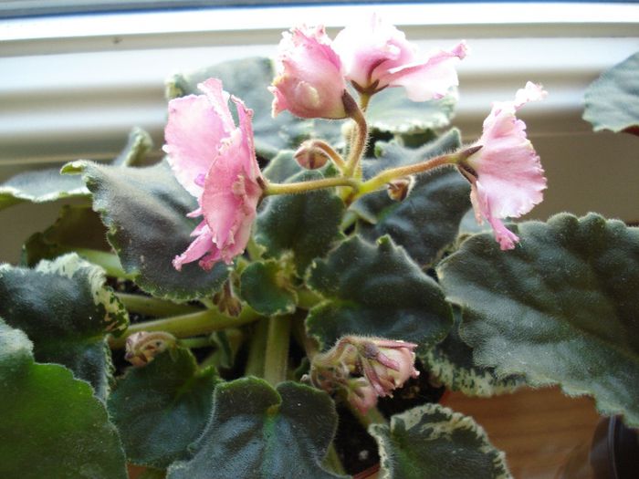 DSC05578 - RS - Elixir Krasoti