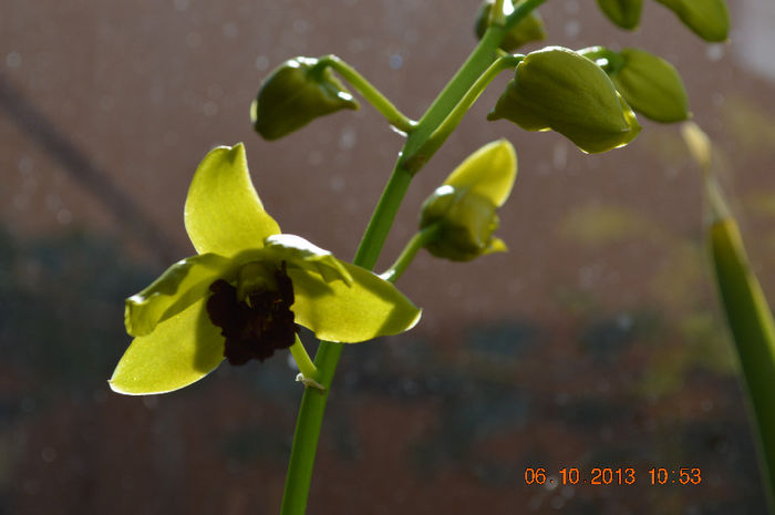 DSC_0031 - Dendrobium phalaenopsis