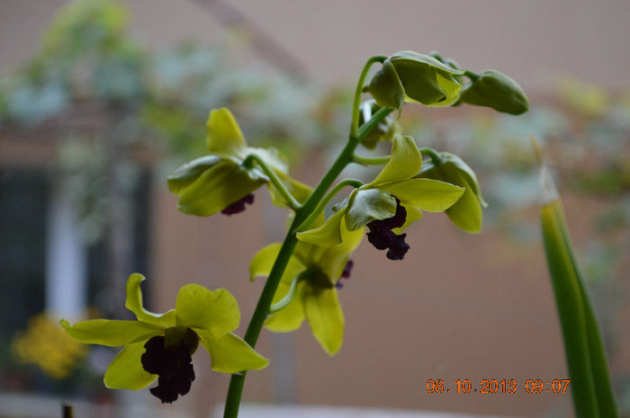 DSC_0033 - Dendrobium phalaenopsis