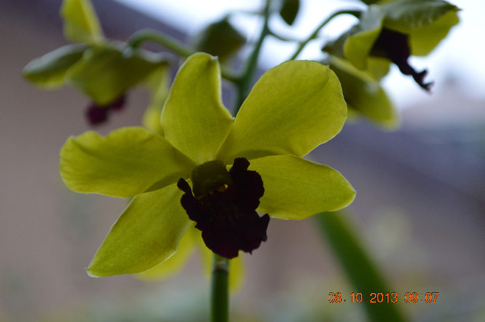 DSC_0034 - Dendrobium phalaenopsis