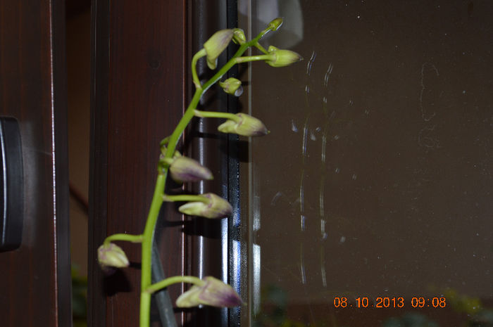 DSC_0035 - Dendrobium phalaenopsis