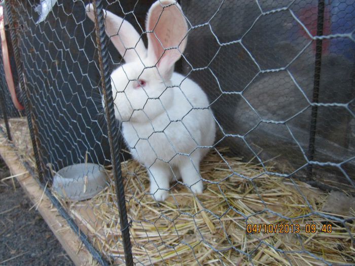 IMG_1327 - Expozitia din Rudno Slovacia