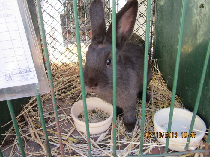 IMG_1520 - Expozitia din Rudno Slovacia