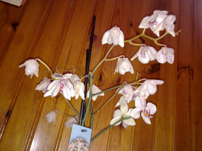 inflorita 7 luni..florile nu cad... - orhidee salvata