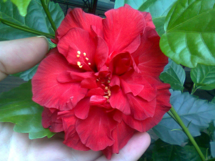 Fotografie2393 - Hibiscus