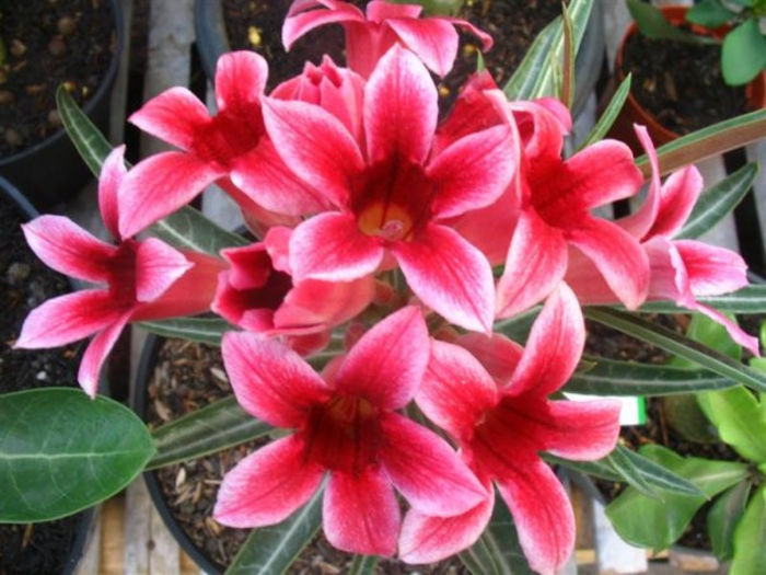 adenium