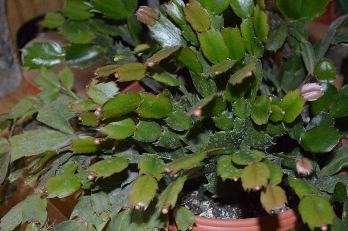 DSC_0015 - Florile mele 2013