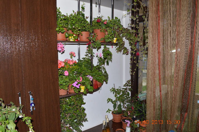 DSC_0026 - Florile mele 2013