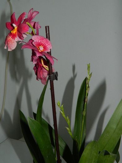 DSCN3664