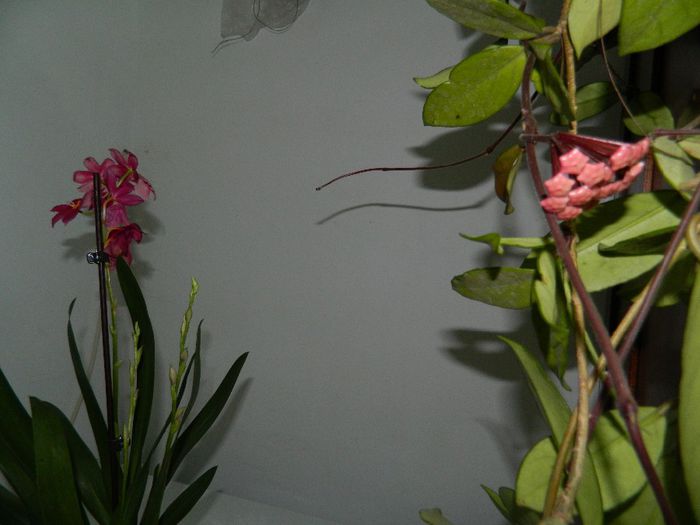 DSCN3672