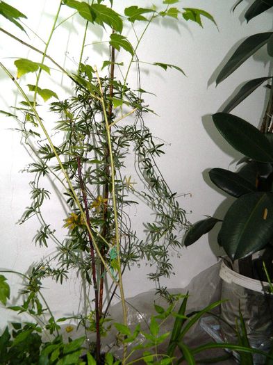 DSCN3676