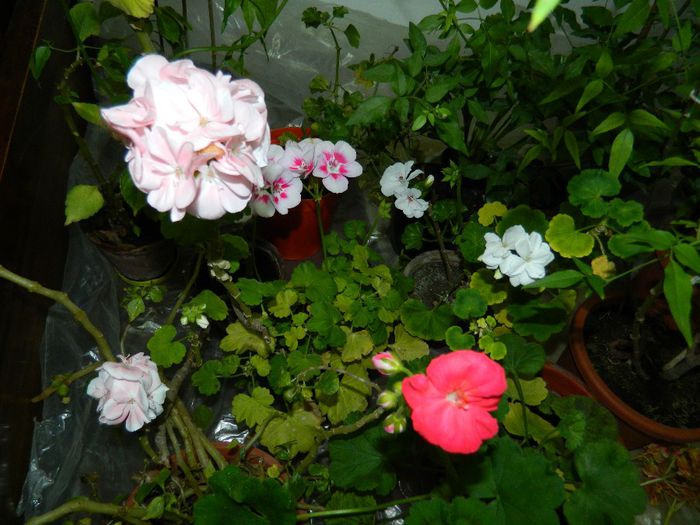 DSCN3678