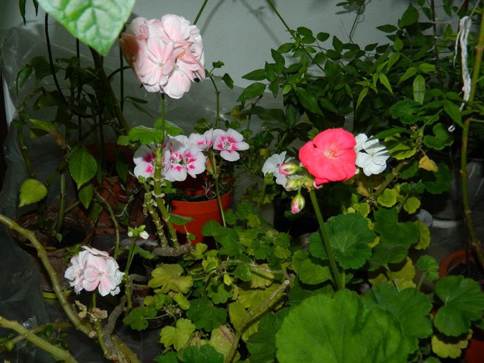 DSCN3682