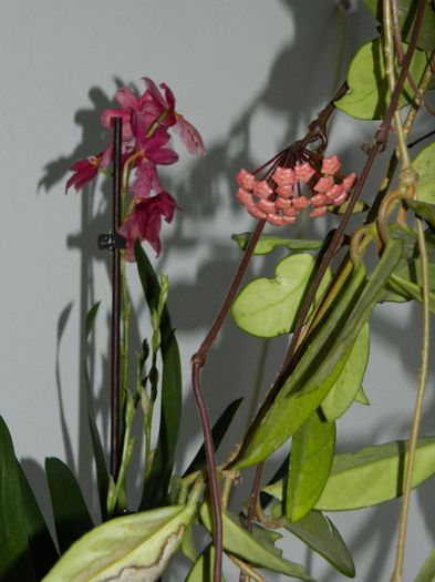 DSCN3683