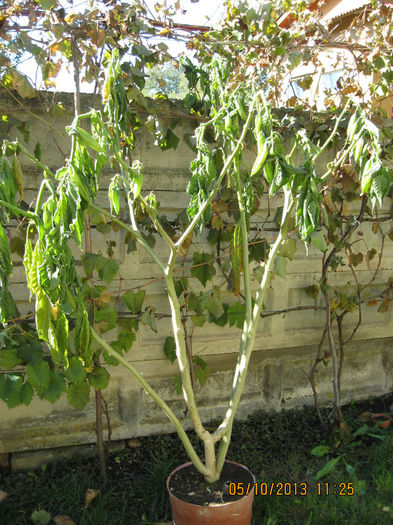 Peste noapte a inghetat asa ca ! - 3 BRUGMANSIA