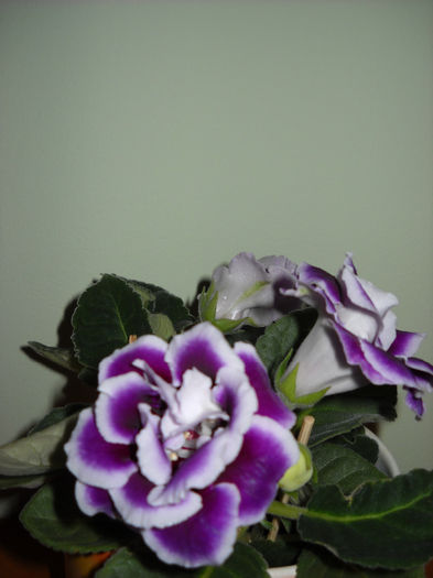 Burgundy Queen> 8.10.013 - 1GLOXINIA- 2013