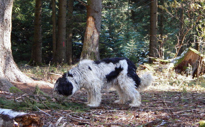 romanian mioritic shepherd