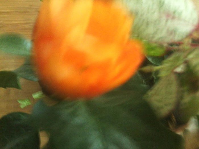 Fotografie7868 - talmes-balmes 2013